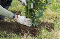 ForestiAmo. Un progetto verde targato “Per Como Pulita-Freudenberg”